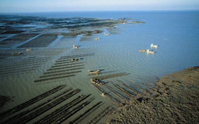 Route de l’huître : dégustation et découverte des Huîtres Vendée Atlantique