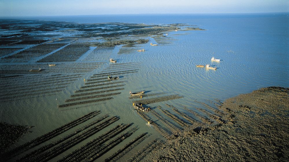 Route de l’huître : dégustation et découverte des Huîtres Vendée Atlantique